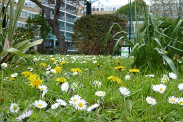 Photo of No Mow May in Westminster