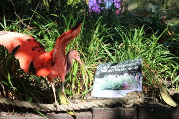 Bird from London Zoo looking at the cover page of the biodiversity strategy