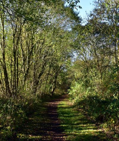 A woodland path. 