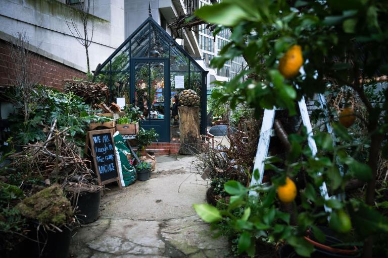 Image of the onion garden with a greenhouse in the background