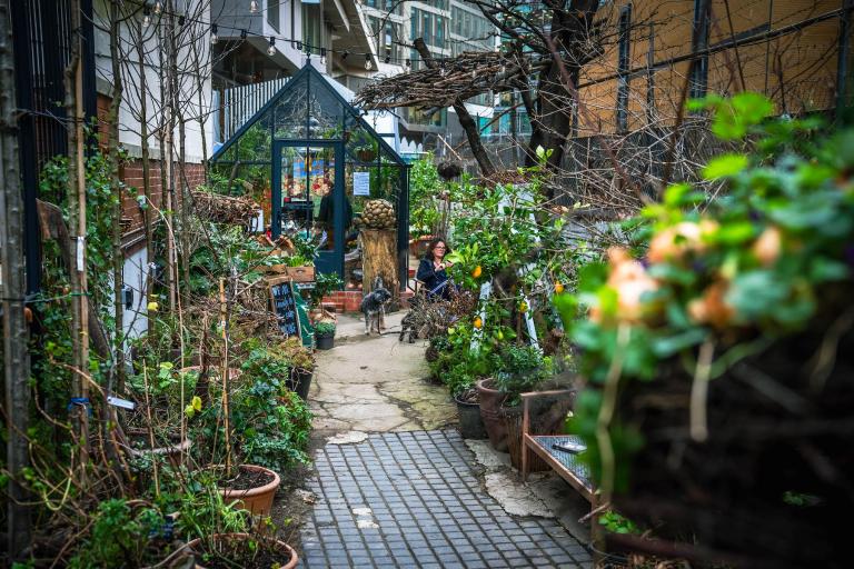 Image of the onion garden with a greenhouse in the background