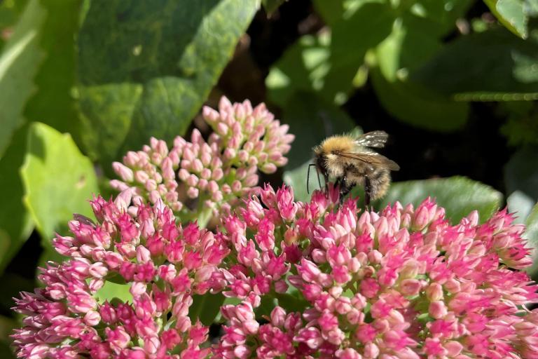 Honeybee standing on a pink flower