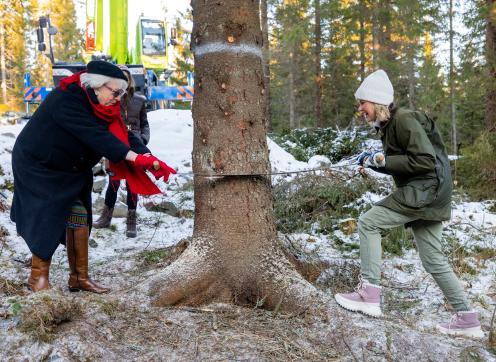 The Lord Mayor and Mayor of Oslo use a traditional saw to begin cutting this year's Trafalgar Square Tree