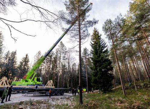 The Trafalgar Square Christmas Tree being loaded onto a transport truck in a forest near Oslo, Norway