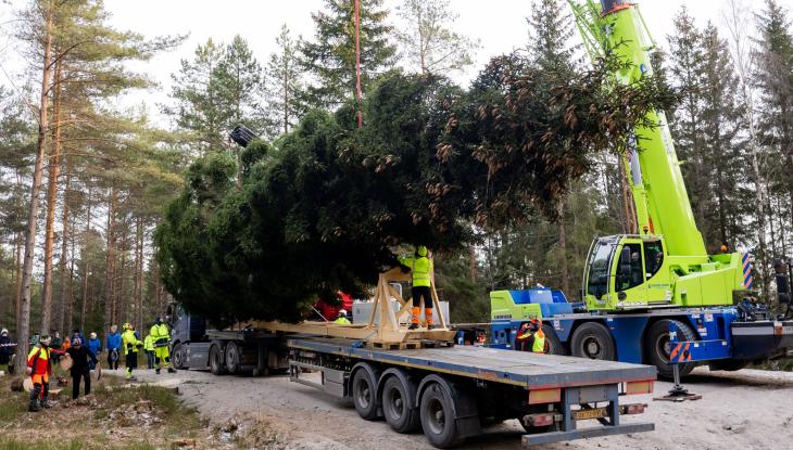 The Trafalgar Square Christmas Tree for 2024 being loaded onto a transport truck in a forest outside Oslo, Norway