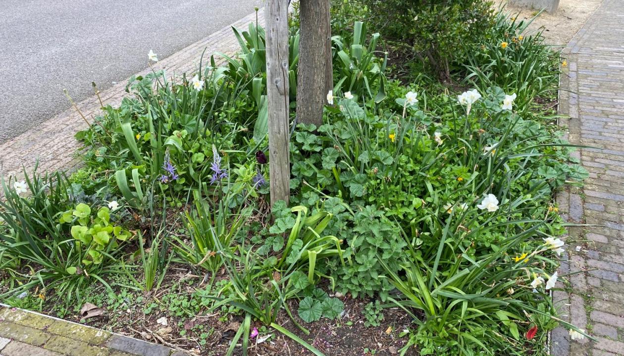 A tree pit, with lots of greenery in the soil around a tree on the pavement